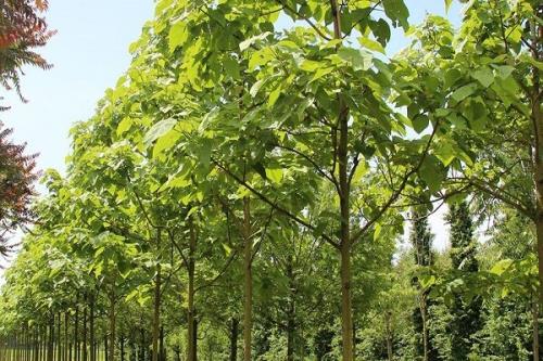 درخت پالونیا تهدیدی برای طبیعت شهرستان آستارا
