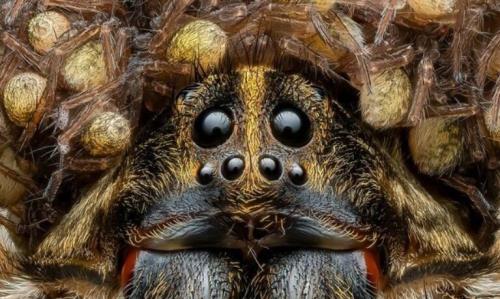 این عنکبوت گرگی جایزه عکاسی را ازآن خود کرد