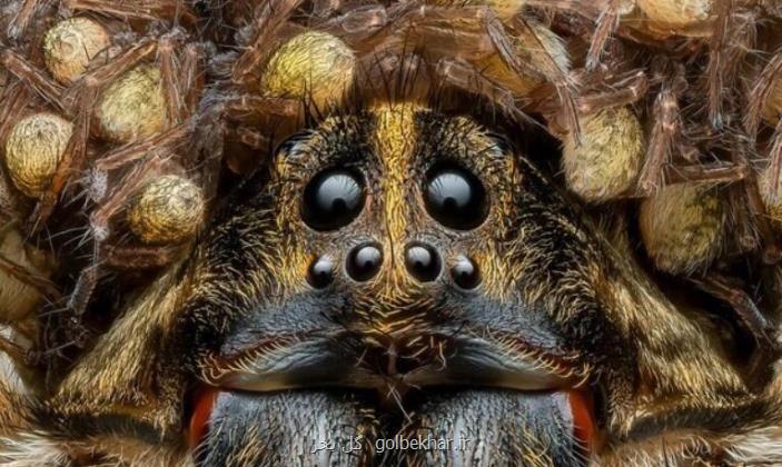 این عنکبوت گرگی جایزه عکاسی را ازآن خود کرد