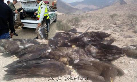 نتایج آزمایش مرغ های آلوده در فارس هنوز مشخص نشده است