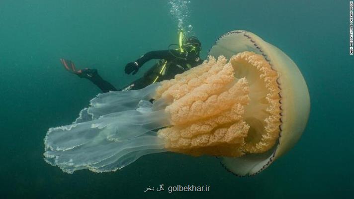 مشاهده عروس دریایی غول پیكر در آب های ساحلی انگلیس، ۲۵ كیلوگرم وزن دارد!