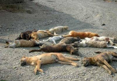 بررسی جوانب مختلف كشتار سگ ها در تهران، در میزگرد تحلیلی كافه خبر