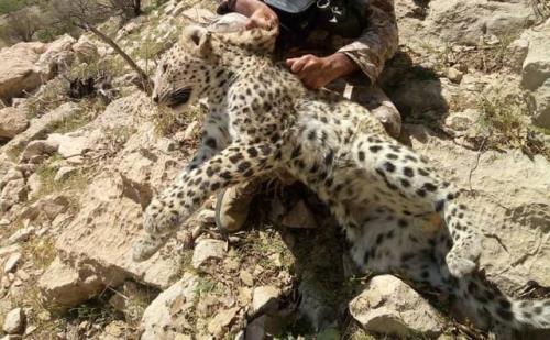 كشف لاشه یك قلاده پلنگ در منطقه حفاظت شده خائیز