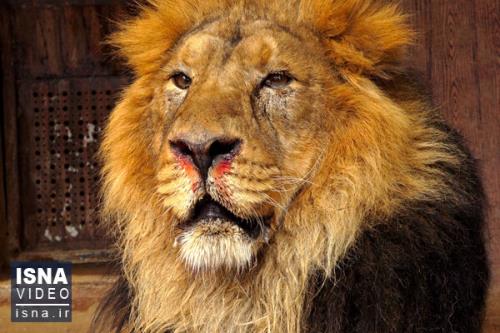 در مراكز نگهداری حیات وحش استان تهران در سال 99 چه گذشت؟