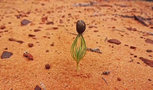 تاثیر منفی آلودگی صوتی بر موجودات بدون گوش