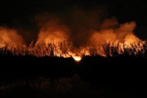 حریق در نیزارهای بوشهر