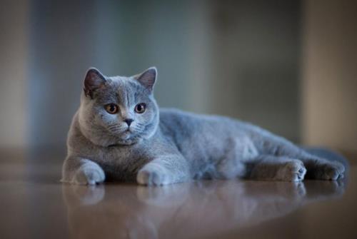 گربه بریتیش سفید