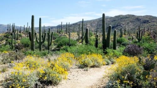 كاهش تنوع گیاهان از نتایج كاهش بارندگی در مناطق خشك