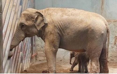 آخرین وضعیت بچه فیل ارم و ماده گورخر آفریقایی