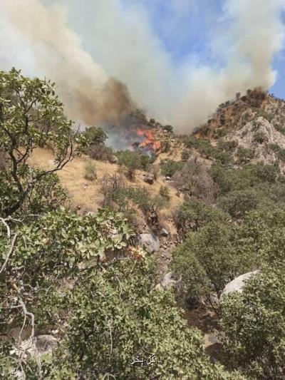 آتشسوزی جنگل های نارك و خامی گچساران بعد از 7 شبانه روز همچنان ادامه دارد