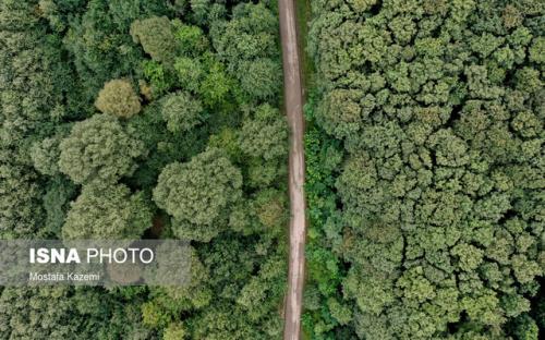 چگونه جنگل های کشور را حفظ کنیم؟