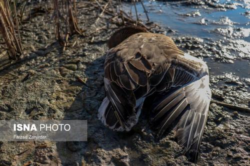 اطلاعیه دامپزشکی استان مرکزی در مورد رخداد آنفلوانزای فوق حاد پرندگان در تالاب