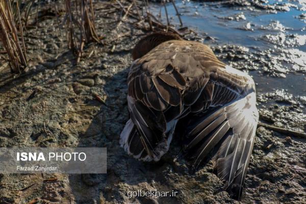 اطلاعیه دامپزشکی استان مرکزی در مورد رخداد آنفلوانزای فوق حاد پرندگان در تالاب