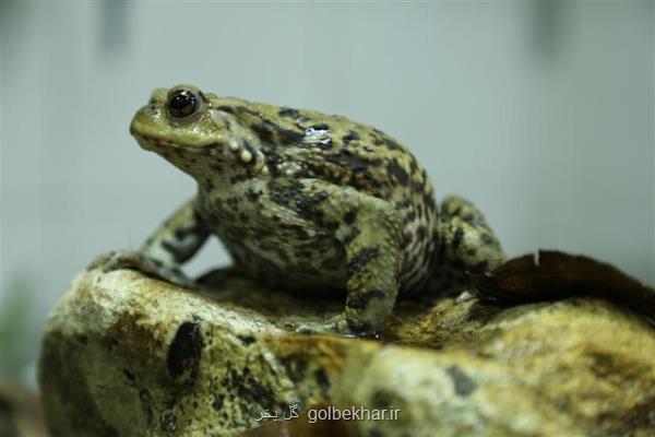 تغییر کاربری زیستگاه، بلای جان وزغ تالشی