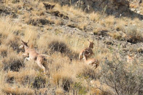 برنامه محیط زیست برای افزایش قرق های اختصاصی