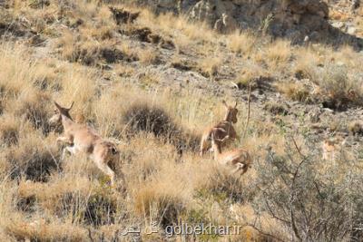 برنامه محیط زیست برای افزایش قرق های اختصاصی
