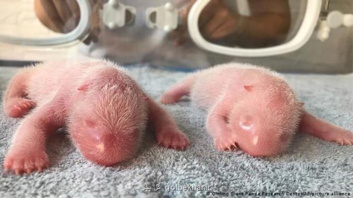 تولد موفقیت آمیز توله پانداهای دوقلو در استان شانشی چین