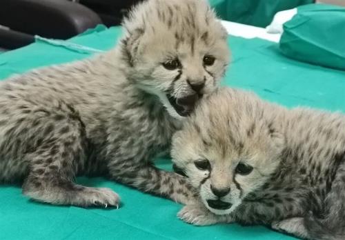 خوش آمدگویی توران به توله یوزپلنگ ها