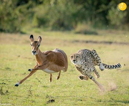 عکس تصاویر خیره کننده از شکار حیوانات در حیات وحش