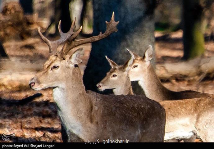 فقط ۲۵۰ راس از این حیوان چند همسر در ایران باقی مانده