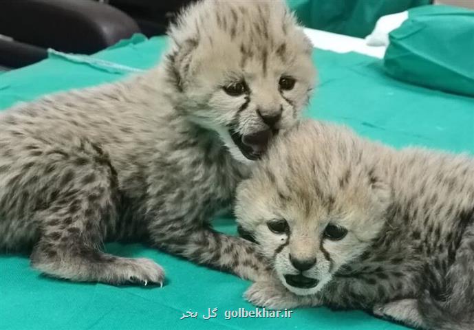 خوش آمدگویی توران به توله یوزپلنگ ها