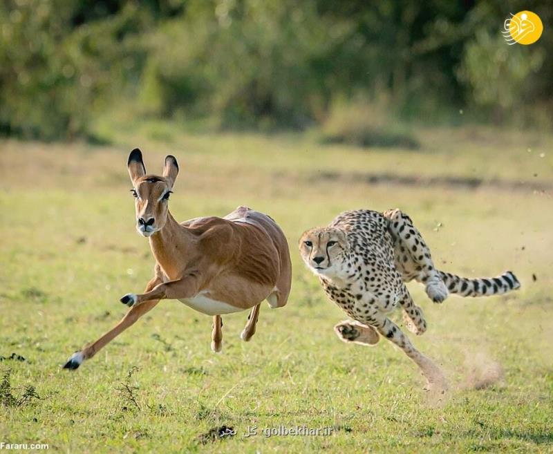 عکس تصاویر خیره کننده از شکار حیوانات در حیات وحش