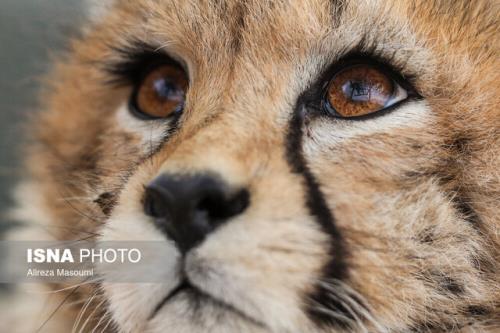 وضعیت پیروز پایدار نیست