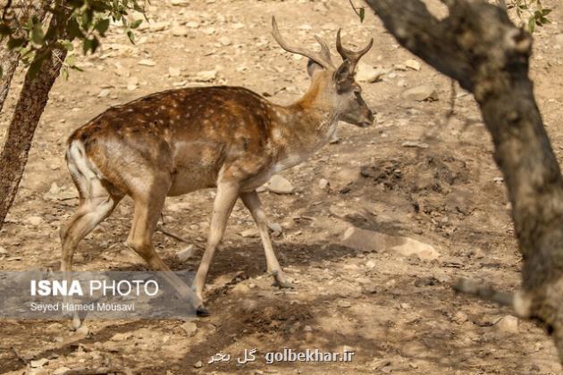 تولددومین گوساله گوزن زرد در ارسنجان