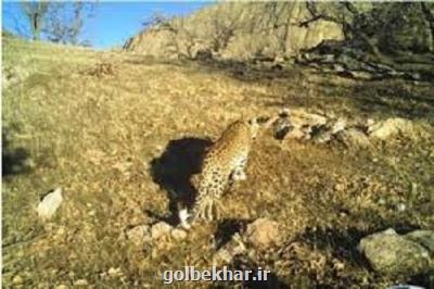 ثبت نخستین تصویر از پلنگ ایرانی درحال شکار بز کوهی در لرستان