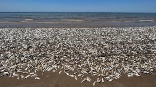تصاویر وحشتناک از مرگ هزاران ماهی در ساحل تگزاس