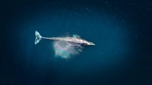 نهنگ ۵۲ تنهاترین نهنگ اقیانوس!، عکس