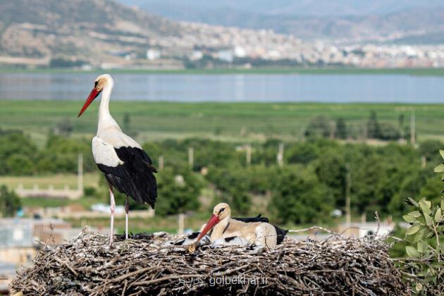 زیستگاه لک لک ها در کردستان