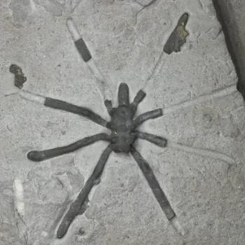 عنکبوت های غول پیکر 160میلیون سال پیش این شکلی بوده اند
