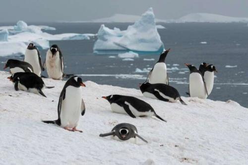تغییرات قطب جنوب دانشمندان را وحشت زده کرد
