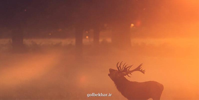 ممنوعیت تا ۱۵ مهر ورود به جنگل های مازندران