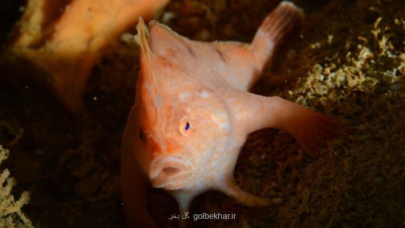 ماهی که دست دارد!، عکس