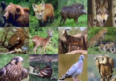 ۳۹۶ گونه جانوری در لرستان وجود دارد