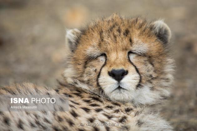 آخرین مهلت برای نجات یوزپلنگ آسیایی