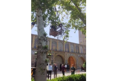 چنارهای کهنسال کاخ گلستان لطمه شناسی می شود