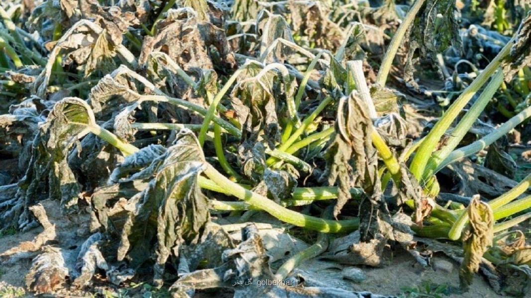 سرمازدگی ۳۱ هزار میلیاردریال به کشتزارهای ایلام خسارت زد