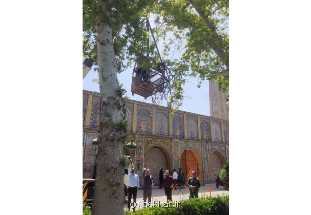 چنارهای کهنسال کاخ گلستان لطمه شناسی می شود