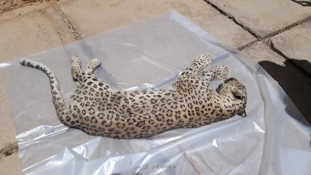 کشف لاشه پلنگ ماده در این منطقه، عکس