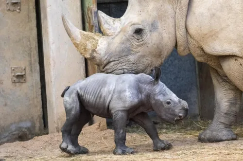 تولد بچه کرگدن سفید در یک باغ وحش، عکس