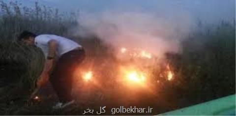 آتش زدن عمدی نیزارهای تالاب انزلی از تخلفات كشاورزان رشتی