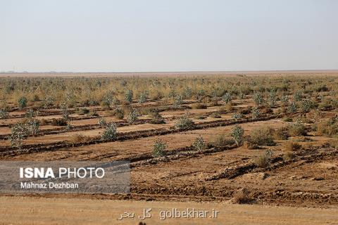 نهال های كشت شده در كانون های ریزگرد خوزستان تشنه آب هستند