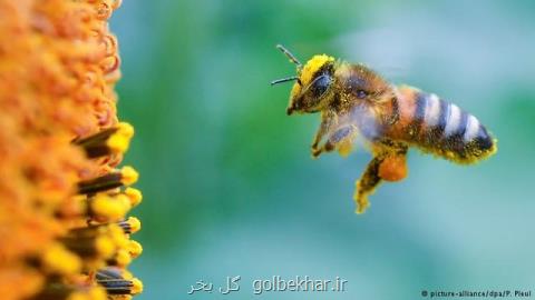 جهان بدون زنبور چگونه است؟