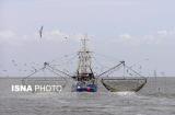 صیادان چینی در حال جارو كردن منابع خلیج فارس هستند
