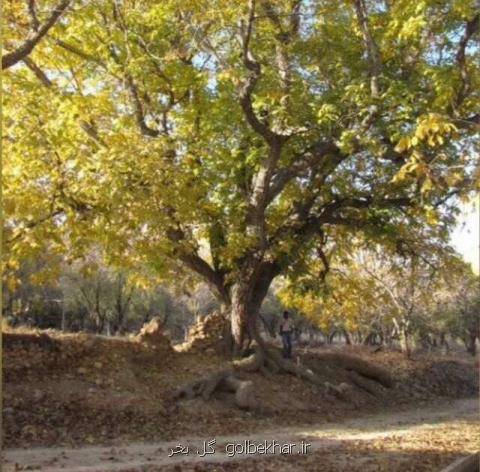 شناسایی دو باغ با درختان ۵۰۰ ساله در در بوانات فارس