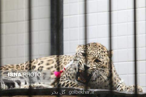 ماده پلنگ ایرانی باغ وحش تهران حامله شد