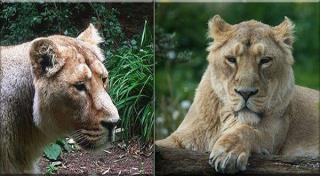 هم زمان با روز جهانی شیر كامران و ایلدا با هم آشنا می شوند